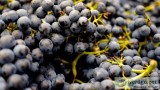 Free fine wine