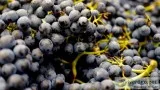 Free fine wine