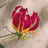 Flowers and gifts sent to your door