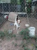 Bird dog