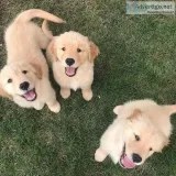 Amazing golden retriever puppies