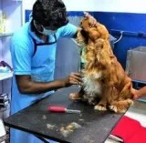 Dog Parlours in Chennai - Best Dog Salons in Chennai