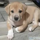 Cutie