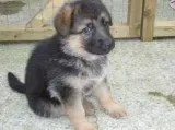 German sshepherd
