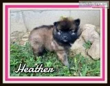 Heather Female ACA Pomeranian