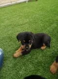 Rotweiler