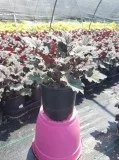 Shop Online Frosted Violet Coral Bells - 1 Gallon