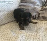 Yorkshire terrier