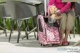 Petique 5-in-1 Airline-Approved Dog and Cat Carrier Backpack Pin