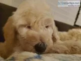 Male Goldendoodle