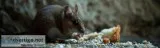 Rodent Control Ventura  Termite Control Ventura