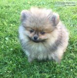 Teacup Pomeranian Puppy For Sale