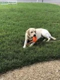 Yellowtan male Lab 9 months