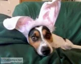 Fox terrier beagle For adoption. Healthy and potty trained and i
