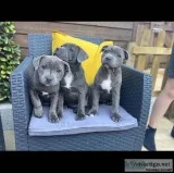 Stunning litters of blue staffies