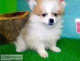 Playful Pomeranian Puppy For Sale
