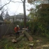 Tree Removal North Sydney Charles Tree Services