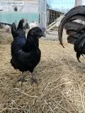 Black indonesian ayam cemani chickens