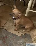 Bentley ( Dashund )