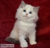 Ragdoll kittens to good homes