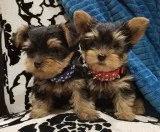 Cute little yorkie puppies available