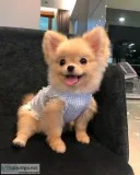 Cute chunky pomeranian puppies