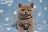 2 kittens.
