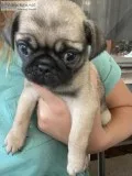 Fawn Pug Puppy