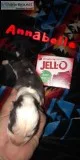 Rehoming Aluskie pups