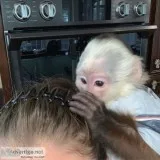 White face capuchin monkey