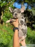 french bulldog triple carrier