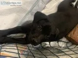 2 month old Puppies