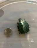 2 Baby Turtles