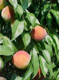 Buy Prunus Reliance Peach Tree - 7 Gallon Pot Online