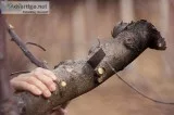 BEST TREE SERVICE IN NYC