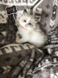 My cute Ragdoll kittens looking for their homes.