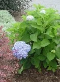 Buy The Original Big Leaf Endless Summer&reg Hydrangea -3 Gallon