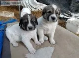 Great Pyrenees Newfoundland designer puppies