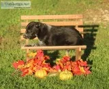 Roger Male Blue Heeler Mix