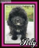 Polly Female Cavapoo