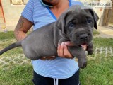 Healthy and adorable Cane corso Puppies available.
