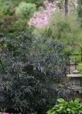 Buy Sambucus Nigra Black Lace Elderberry - 3 Gallon Pot
