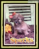 Sparks Male Shorkie