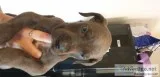 Cane corso Puppies Needs New Families