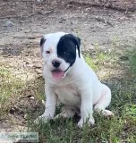 American Bulldog Pit Pups