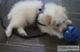 2 12 month Bichon Poodle