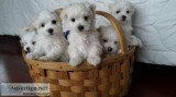 Adorable Maltese Puppies for Adoption