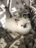 Adorable Neutered Ragdoll Kittens.