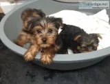 Yorkie puppies for sale