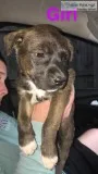 Puppies